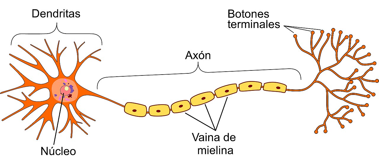 Artificial neurons: weights, biases and the weighted sum