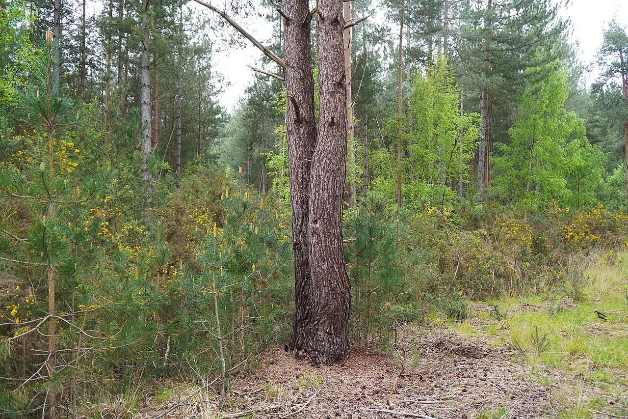Random forests: how many decision trees vote on a single prediction